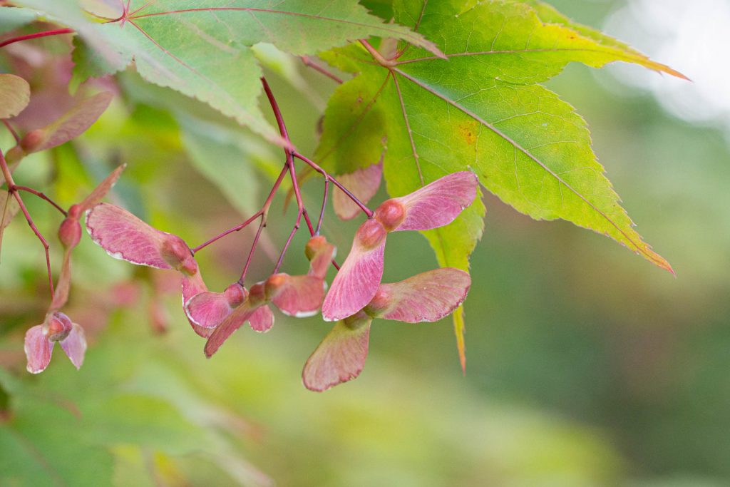 Fächer-Ahorn (Acer palmatus)